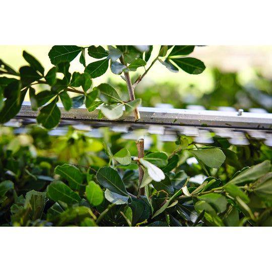 Cortasetos STIHL HSA 40 + 2 Baterías y cargador